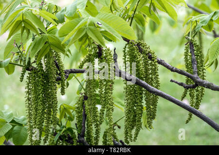 Juglans mandshurica catkins on twig Stock Photo