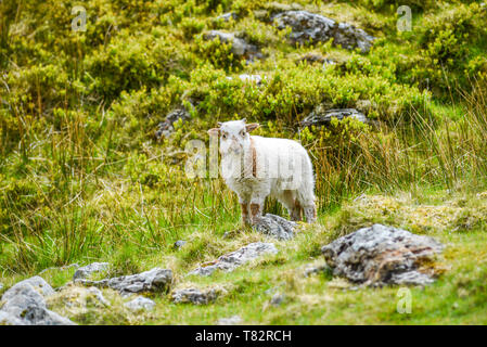 A small lamb grazing on the grass in England. Stock Photo