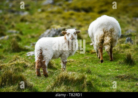 A small lamb with mother grazing on the grass in England Stock Photo