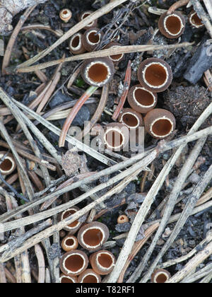 Geopyxis carbonaria, known as the charcoal loving elf-cup, dwarf acorn cup, stalked bonfire cup, or pixie cup Stock Photo