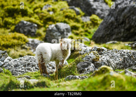 A small lamb grazing on the grass in England. Stock Photo