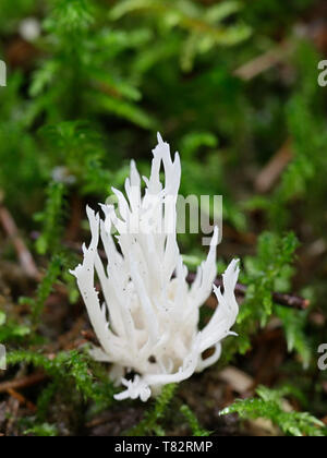 White crested coral fungus, Clavulina coralloides Stock Photo