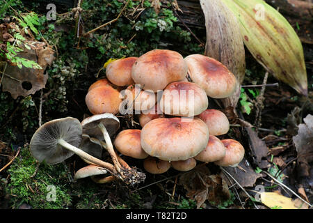 Hypholoma lateritium (Hypholoma sublateritium), Brick Tuft mushroom Stock Photo