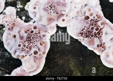 Silver leaf fungus, Chondrostereum purpureum, is used as a biological control agent for wood rot Stock Photo