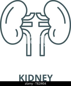 Kidney vector line icon, linear concept, outline sign, symbol Stock Vector
