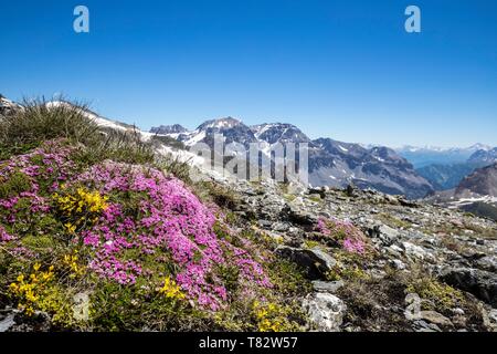 France, Hautes Alpes, Nevache, La Clarée valley, moss campion flowers (Silene acaulis) at Col des Muandes (2828m) Stock Photo