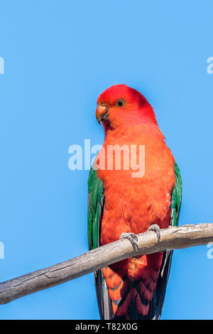A male Australian King-Parrot in a tree on Red Hill Nature Reserve, Canberra, Australia on an autumn morning in May 2019 Stock Photo