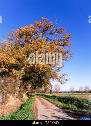 The countryside of southwest France in early autumn.An oak tree in autumn colours. Stock Photo