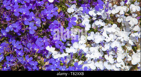 natural floral background with two colors of edging lobelia flowers Stock Photo