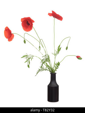 Wild red poppy flowers, Papaver rhoeas in black vase with buds, in blue glass vase. Isolated on white background. Rustic arrangement. Stock Photo