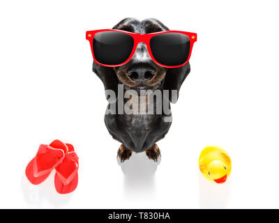 summer vacation sausage dachshund dog with rubber duck and flip flops Stock Photo