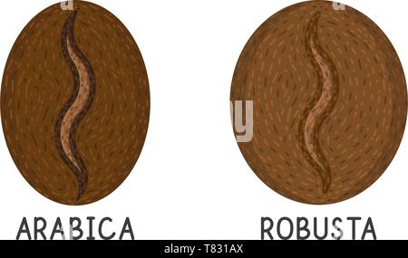 Coffee grains, robusta and arabica vector flat icon on white background Stock Vector
