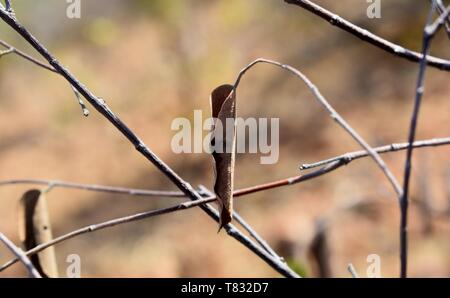 A alone dried leaf hanging on branch of Tree Stock Photo
