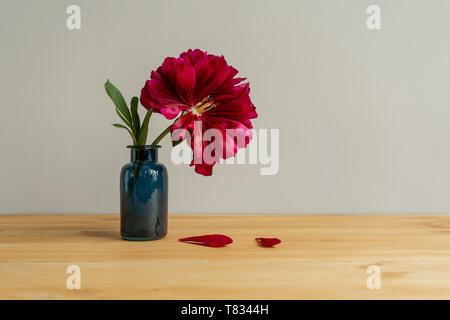 bright red peony flower staying in small glass vase Stock Photo