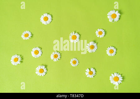 Pattern made of chamomiles, petals, leaves on pastel green background. Spring, summer concept. Flat lay, top view, copy space Stock Photo