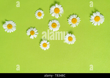 Pattern made of chamomiles, petals, leaves on pastel green background. Spring, summer concept. Flat lay, top view, copy space Stock Photo