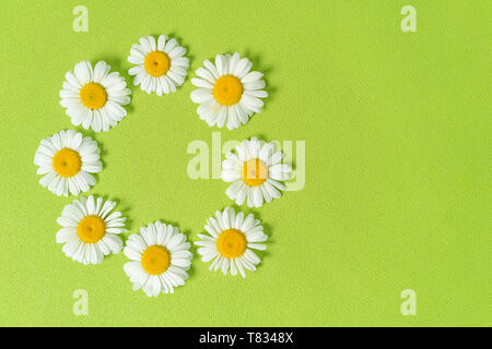 Pattern made of chamomiles, petals, leaves on pastel green background. Spring, summer concept. Flat lay, top view, copy space Stock Photo
