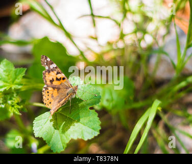 This close capture show a butterfly landed on a green leaf with a blurry background Stock Photo