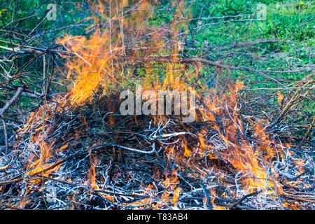 Bush on fire outdoor. Burning dry grass. Fire and smoke. background conceptual Dangerous fires and smokes Stock Photo