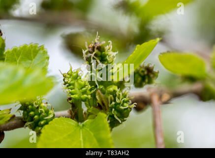 Flowers on the mulberry branches Fresh leaves of mulberry in spring Stock Photo