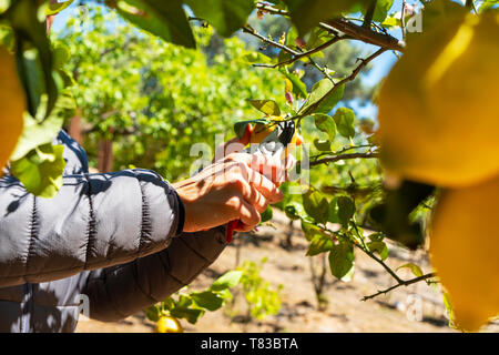 closeup of a young caucasian man collecting a lemon from a lemon tree using a pair of pruning shears Stock Photo