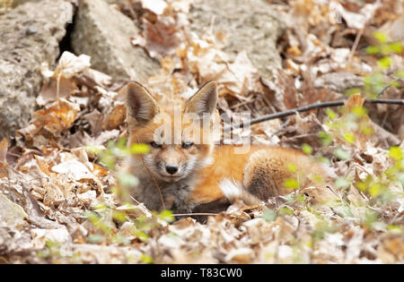 Red Fox in the forest resting on brown autumn leaves in its environment and  habitat, displaying fox tail, fox fur Stock Photo - Alamy