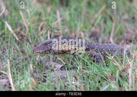 Nile Monitor (Varanus niloticus) on the banks fo the Kwadno (Cuando) river, Botswana. Stock Photo