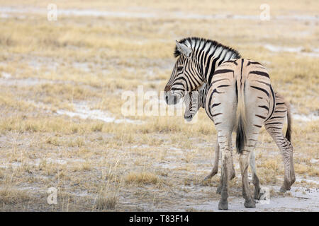 Plains Zebra (Equus quagga) mother and foal. Etosha National Park, Namibia. Stock Photo