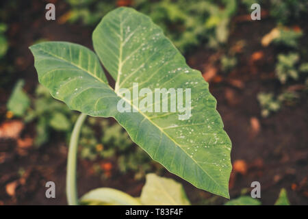 Colocasia esculenta leaf, commonly known taro is an edible tropical plant, with droplets from rain. Taro is a favorite ingredient in Bicol. Stock Photo