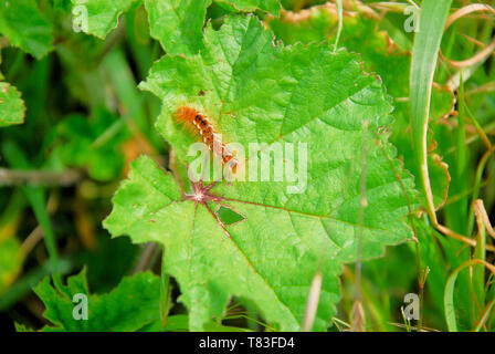 The brown tail moth (Euproctis Chrysorrhoea) is found mainly in southern England and Wales, in the U.K. The hairs on its body detach easily and can ca Stock Photo