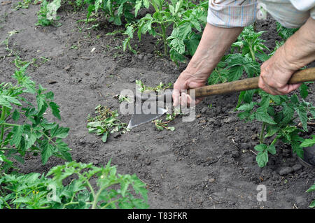 gardener pull up weeds with a hoe in the tomato plantation in the vegetable garden Stock Photo