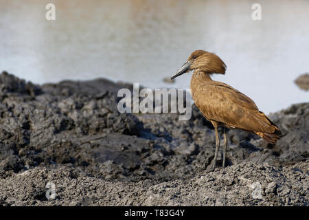 Hamerkop (Scopus umbretta), on muddy ground at a waterhole, alert, Kruger National Park, South Africa, Africa Stock Photo