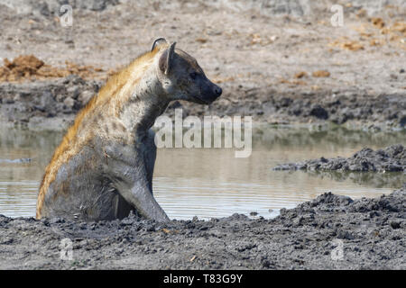 Spotted hyena (Crocuta crocuta), adult female covered with wet mud, sitting in muddy water at a waterhole, alert, Kruger National Park, South Africa Stock Photo