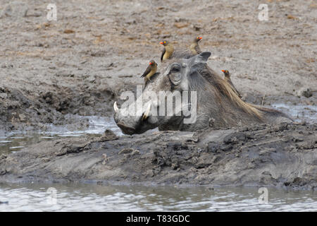 Warthog (Phacochoerus africanus), adult taking a mud bath with four red-billed oxpeckers (Buphagus erythrorhynchus) on his head and back, Kruger NP Stock Photo