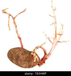 Old germinated pink potato isolated on white background. Big sprouts Stock Photo