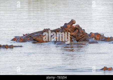 Hippopotamuses (Hippopotamus amphibius), herd with young hippos, two playing fight, bathing against each other, with a red-billed oxpecker, Kruger NP Stock Photo