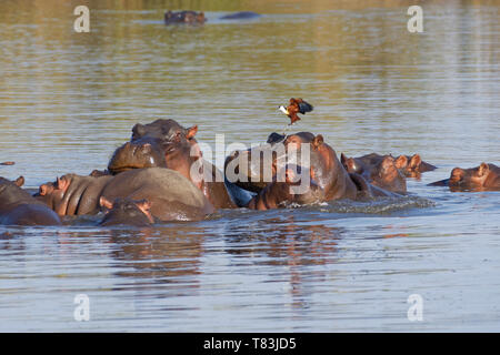 Hippopotamuses (Hippopotamus amphibius), herd with young hippos, bathing, piled one on the other, with an African jacana, Kruger NP, South Africa