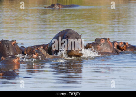 Hippopotamuses (Hippopotamus amphibius), herd with young hippos, bathing, piled one on the other, with an African jacana, Kruger NP, South Africa