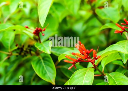 Hamelia patens is a large perennial shrub  in coffee family, Rubiaceae, native american and tropical Stock Photo