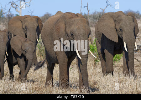 African bush elephants (Loxodonta africana), elephant cows with young, walking on dry grass, Kruger National Park, South Africa, Africa Stock Photo