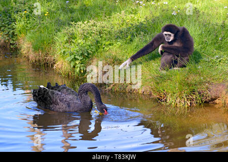 White-handed gibbon or white-handed gibbon (Hylobates lar) and black swan (Cygnus atratus) on water Stock Photo