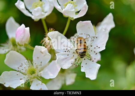 Closeup of a Honey Bee on a White Blackberry Flower Stock Photo
