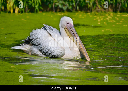 Closeup white pelican, (Pelecanus onocrotalus) on the water where green duckweed float Stock Photo