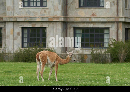 Guanaco (Lama guanicoe) grazing in front of a stone building in Valle Chacabuco, northern Patagonia, Chile. Stock Photo