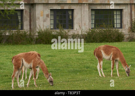 Guanaco (Lama guanicoe) grazing in front of a stone building in Valle Chacabuco, northern Patagonia, Chile. Stock Photo