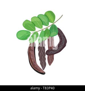 Ripe Carob branch with sweet pods, leaves on white background. vector illustration. for food decoration, bakery Stock Vector