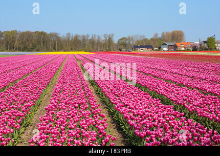 Lisse, Holland - April 18, 2019: Traditional Dutch tulip field with rows of pink flowers and farmhouses in the background Stock Photo