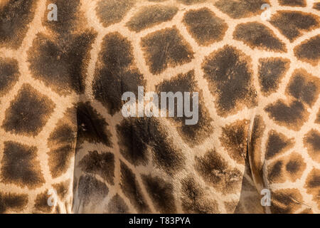 Leather skin of giraffe with light and dark brown spots. Stock Photo