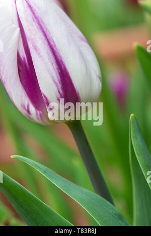 Tulipa ‘Flaming Flag’. Tulip ‘Flaming Flag’ flowers. UK Stock Photo