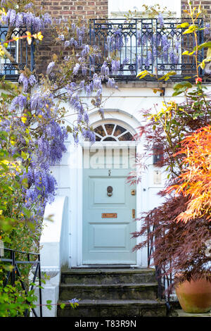 House with shrubs, small trees and wisteria in Bedford gardens, Notting Hill, West London, England Stock Photo